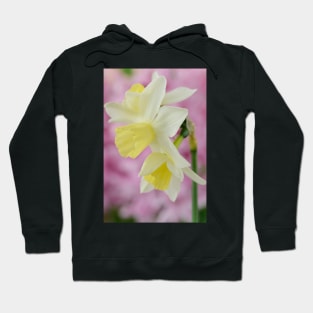 Narcissus  'Sailboat'   AGM    Division 7 Jonquilla  Daffodil Hoodie